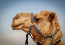 Camels trail paved the way for Route 66 camel