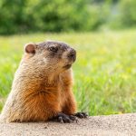 Groundhog Day for the Farm Bill: Why GOP promises keep falling short groundhog