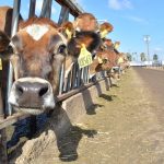 Arizona’s Rovey Dairy expands niche in cows, sheep Rovey Dairy Jerseys