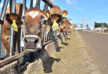 Arizona’s Rovey Dairy expands niche in cows, sheep Rovey Dairy Jerseys