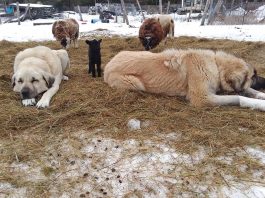 LGDs and lamb