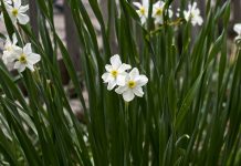 How to make Paperwhite Daffodil bulbs bloom indoors Paperwhite Daffodils
