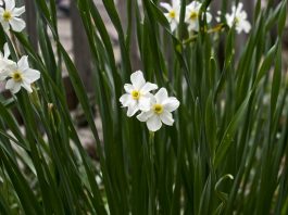 A legacy in bloom: Work done today is foundation for tomorrow Paperwhite Daffodils