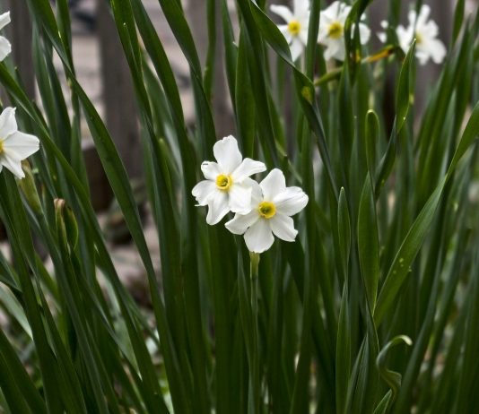 A legacy in bloom: Work done today is foundation for tomorrow Paperwhite Daffodils