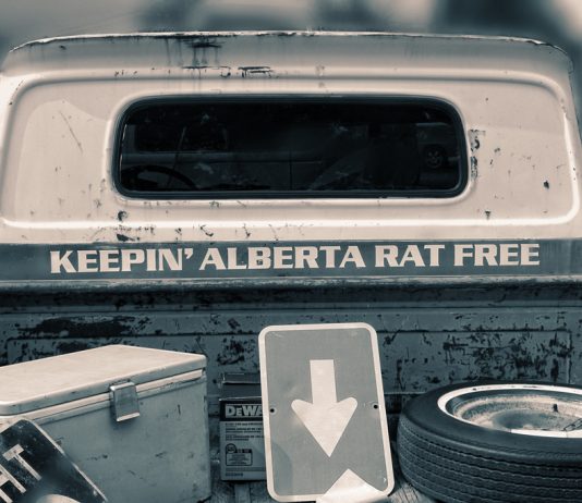 Alberta rat patrol