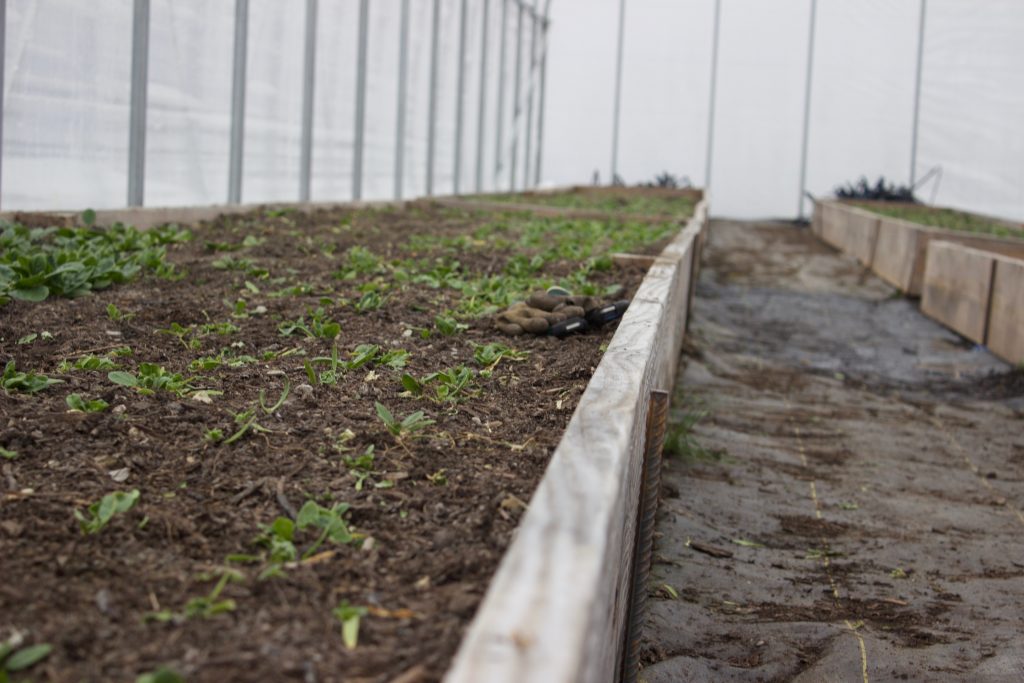 A few greens grow in a raised bed inside a high tunnel.