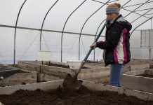 Growing together: Mansfield microfarm cooperative heads into second year A woman works with a shovel in a raised growing bed in a high tunnel.