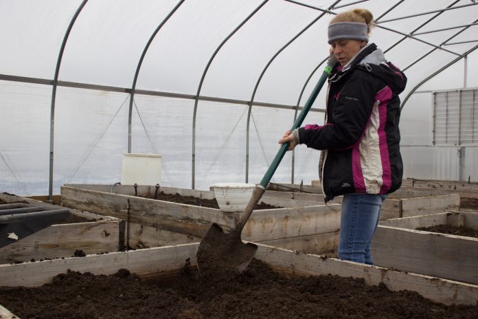 A woman works with a shovel in a raised growing bed in a high tunnel.