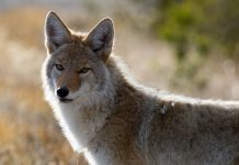 Study finds reliance on unusual prey led to rare coyote attack on human coyote