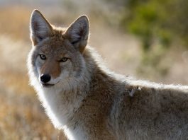 coyote