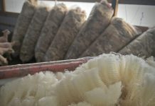 Working with wool sheep wool
