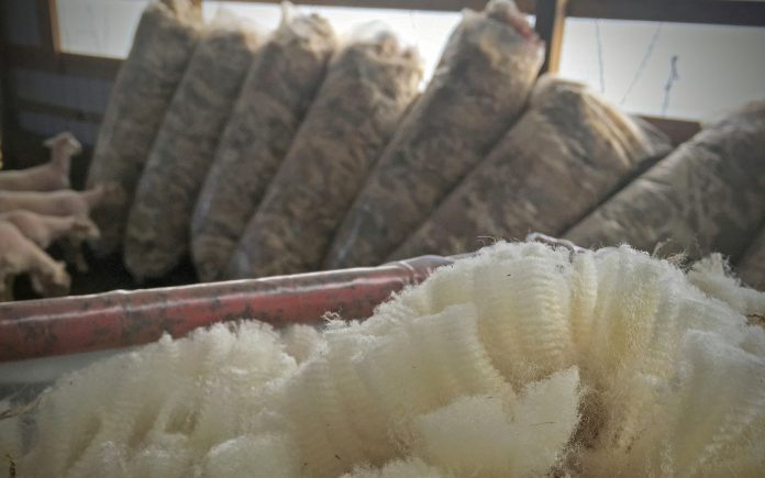 sheep wool