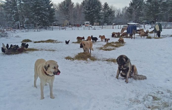 Livestock guardian dog