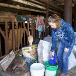 Behind the Shows: 4-H market project work is daily for Stark County 4-H’er a girl scooping feed from a bag into a bucket.