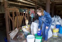 Behind the Shows: 4-H market project work is daily for Stark County 4-H’er a girl scooping feed from a bag into a bucket.