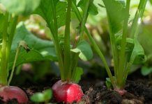 How to start a vegetable garden radishes