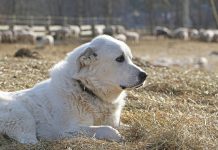 Goodbye to a faithful livestock guardian dog partner Houdini
