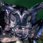 USDA plans for Asian longhorned beetle eradication asian longhorned beetle
