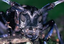 USDA plans for Asian longhorned beetle eradication asian longhorned beetle