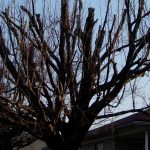 Don’t top trees, you’re basically killing them topped tree