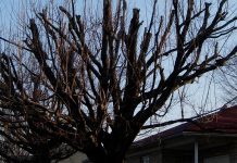 Don’t top trees, you’re basically killing them topped tree