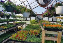 Students are home, but ag teachers keep greenhouses going greenhouse with plants