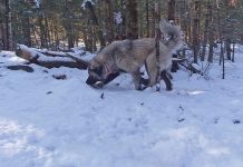When a livestock guardian shows you you’re wrong livestock guardian dog and woods