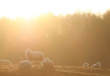 We need to find balance in this ‘new’ agriculture sheep and sunset