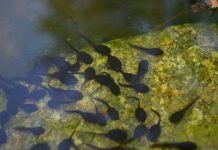 How to raise frogs from tadpoles tadpoles