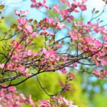 How to plant a tree for successful growth dogwood