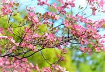 How to plant a tree for successful growth dogwood