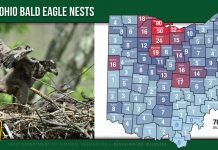 Citizen scientist census finds 707 bald eagle nests in Ohio 2020 Bald Eagle Nest Map