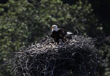 How to spot bald eagles near you bald eagles
