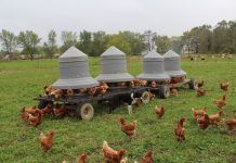 Experts remind poultry owners that avian flu risk remains free range chickens
