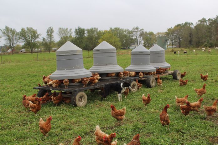 free range chickens