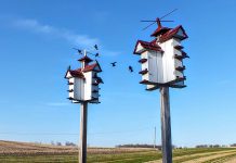 Join in the purple martin competition purple martins