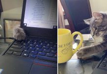 Have a happy pandemic Kymberly Seabolt's home office