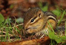 How to help wildlife in the spring, and year-round chipmunk