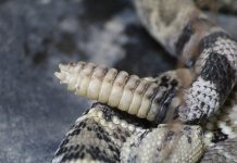 Murder hornets and misplaced snakes rattlesnake