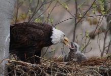 Winter weather perfect for viewing bald eagles Bald eagle feeding chick