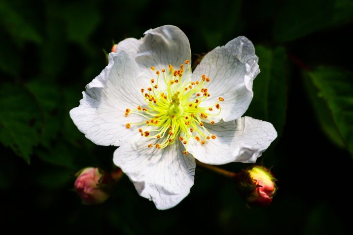 multiflora rose