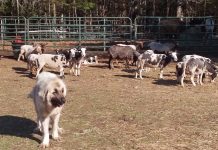 The key to working herding dogs and LGDs LGD and sheep