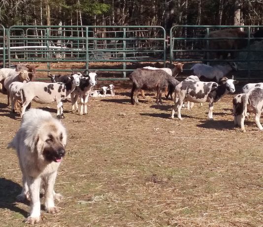 LGD and sheep