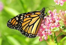 How to help Ohio’s specialist pollinators monarch butterfly