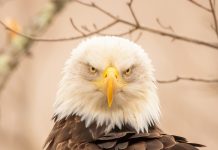 Local photographers drawn to eagles bald eagle