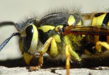 Experts dismiss worry about ‘murder hornets’ as hype yellow jacket