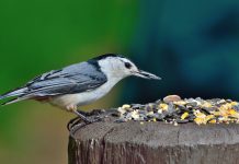 Birds a beacon of hope, help them thrive nuthatch
