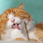 Study confirms cats can have COVID-19 cat