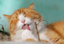 Study confirms cats can have COVID-19 cat