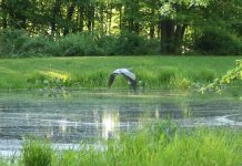 Remember the lessons learned from the stillness of nature blue heron